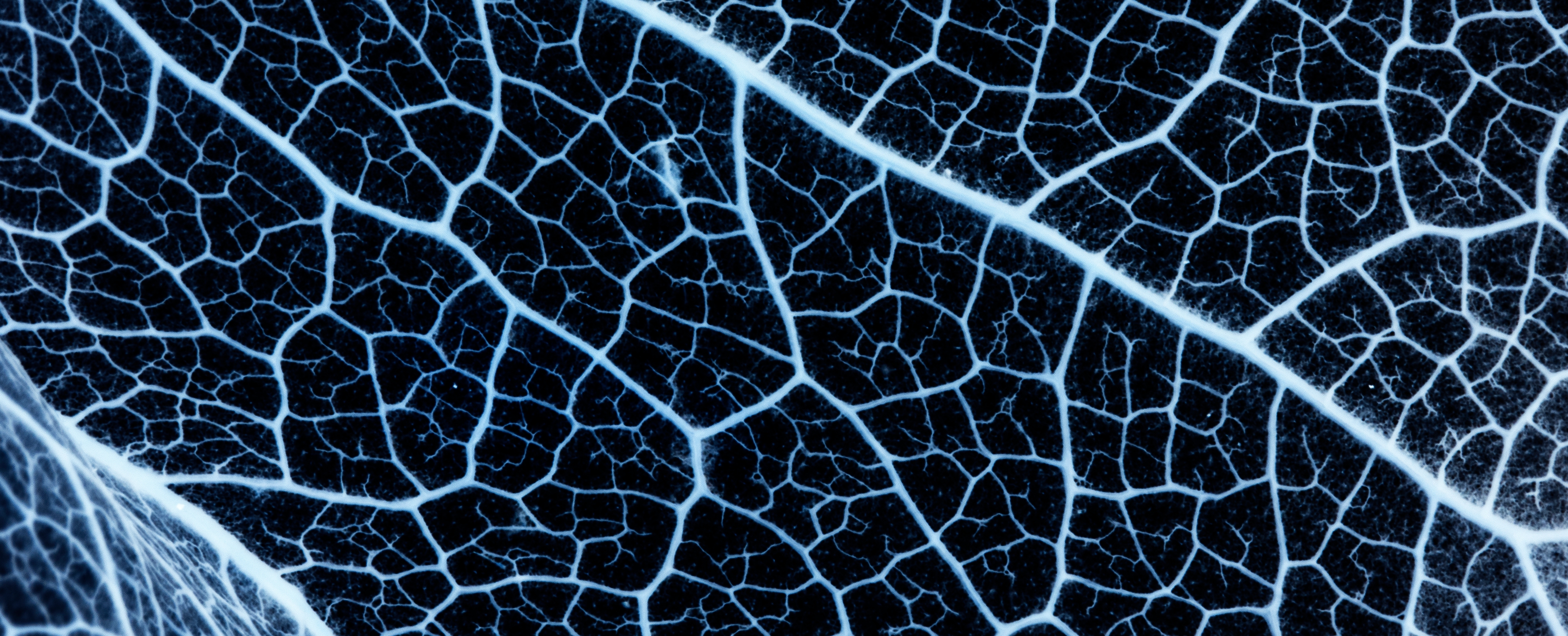 Crypto and AI: Shaping the Future of the Internet | S&P Global