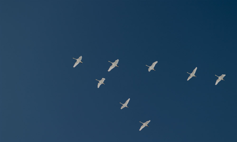 Navigating Volatility and Geopolitical Uncertainty: ARC Wealth Indices Q1 Insights