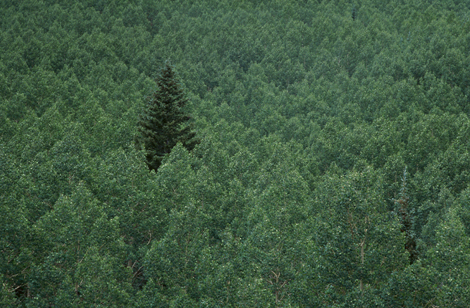 Content with side text