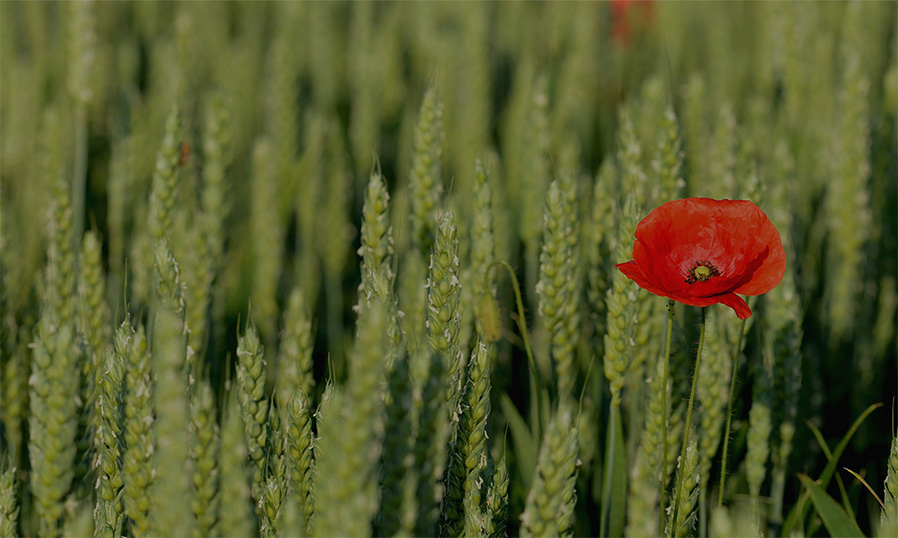 Heroes in Haystacks: Index Comparisons for Active Portfolio Performance_TC